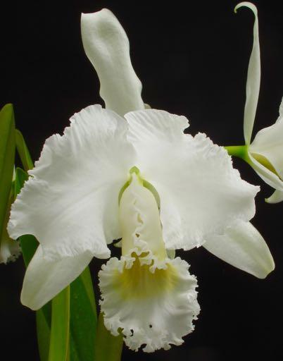 into the species. Natural clone. I Cattleya mendelii f.