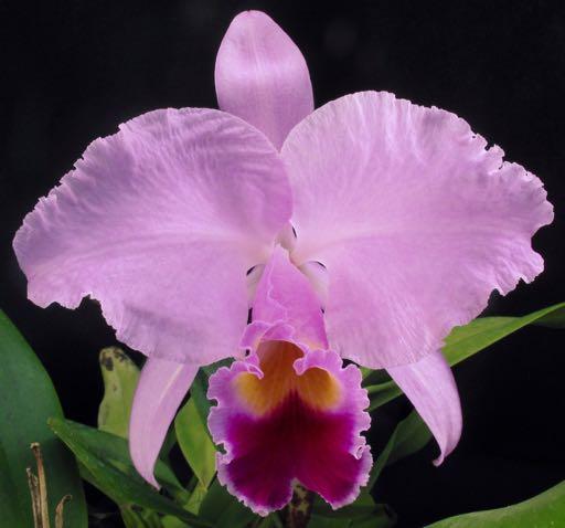 (arm, Cattleya trianae Valle del Suaza Big with heavy substance and strong color.
