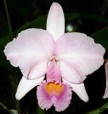 substance and size. Cattleya trianae (f.