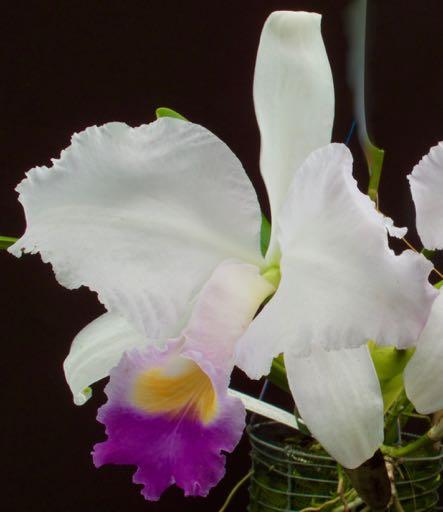 color in the flower and good shape. Cattleya trianae f.