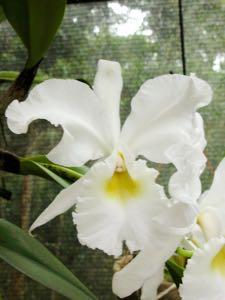 (arm, f. alba Porce' Natural clone with mid sized pure white. Showy abundant inflorescences. (f. alba Porce x f. alba Abira ) First seedling of this cross that bloomed pure white.