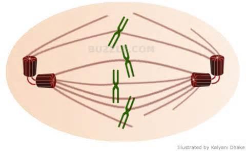 Centriole is an organelle composed of protein They appear, in pairs, close to the nucleus during cell division.