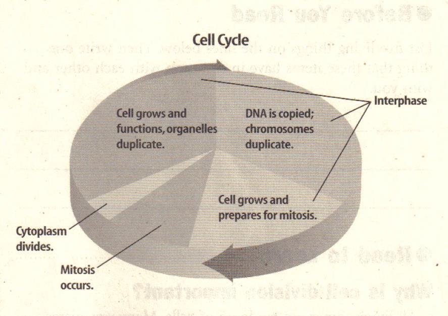 Cell Cycle includes: