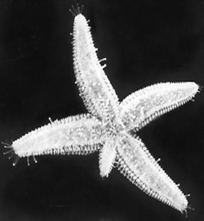 Starfish -