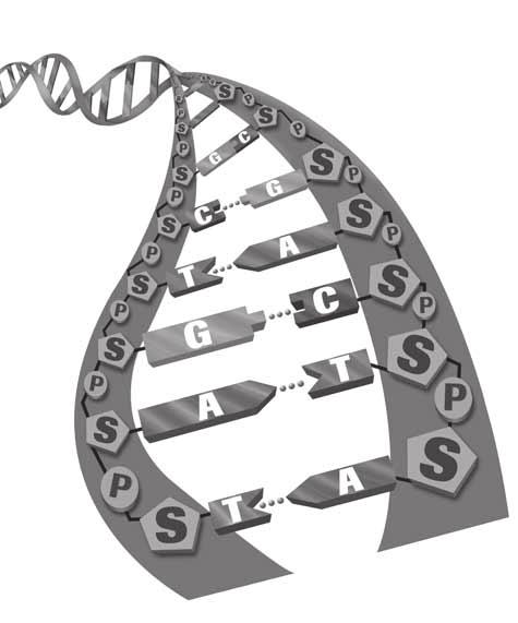SECTION 1 What Does DNA Look Like? continued 2. Identify What are the sides of the DNA ladder made of? What Does DNA Look Like? As you can see in the figure below, the DNA molecule looks like a twisted ladder.