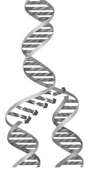 SECTION 1 What Does DNA Look Like? continued How Does DNA Copy Itself? Before a cell divides, it makes a copy of its genetic information.