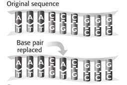 SECTION 2 How DNA Works continued What Happens If Genes Change? Read this sentence: Put the book on the desk. Does it make sense? What about this sentence: Rut the zook in the tesk.