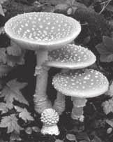 SECTION 2 Domains and Kingdoms continued KINGDOM FUNGI Molds and mushrooms are members of kingdom Fungi. Some fungi (singular, fungus) are unicellular. That is, they are single-celled organisms.