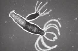 Invertebrate Nervous Systems Nerve cells form nerve net Hydra The simplest invertebrates have nervous systems made up of only nerve cells. Primitive brain 8.
