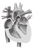 SECTION 1 The Cardiovascular System continued 1 Blood enters the atria first. The left atrium receives blood that has a lot of oxygen in it from the lungs.