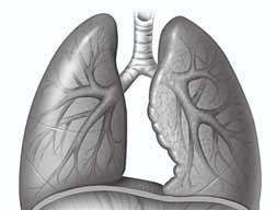 SECTION 3 The Respiratory System continued NOSE, PHARYNX, LARYNX, AND TRACHEA Your nose is the main passageway into and out of the respiratory system. You breathe air in through your nose.