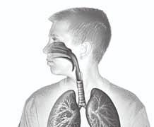 SECTION 3 The Respiratory System continued Critical Thinking 6. Predict Consequences What would happen to a person whose diaphragm could not contract? How Does Breathing Work?