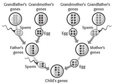 If there are sperm in the female reproductive system within a few days of ovulation, the egg can become fertilized. During fertilization, a single sperm enters an egg.
