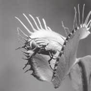 SECTION 1 Characteristics of Living Things continued 3. Complete For a Venus flytrap, the touch of an insect is a. Critical Thinking 4.