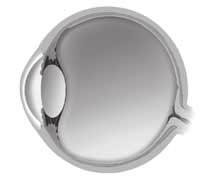 SECTION 3 Refraction continued CONVEX LENSES A lens that is thick in the middle and thin at the edges is a convex lens. The lens of the eye is a convex lens.