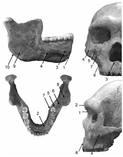 Thus, Homo heidelbergensis is supported as a valid taxon. We support the Afro-European hypothesis for Homo heidelbergensis (i.e., Afro-European taxon ancestor to Neandertals and Homo sapiens) (Figure 3).