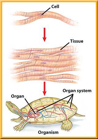 Many-Celled Organisms An organ is a structure made up of