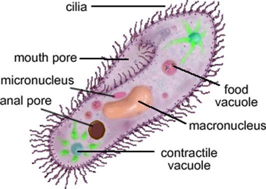 Organisms vary in size: 1)one-celled or unicellular