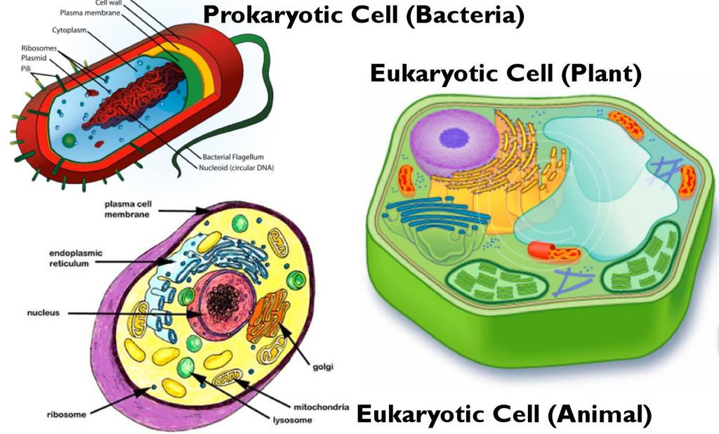 Prokaryotic x