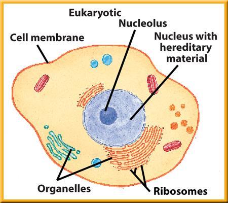 3 Cell Structure Cells with membrane-bound structures ( or organelles) are
