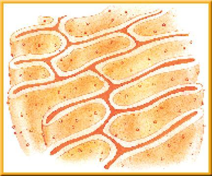 Endoplasmic Reticulum and its importance A series of folded membranes in