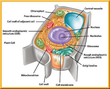 Vacuoles Cells also have membrane-bound spaces called vacuoles for the temporary storage