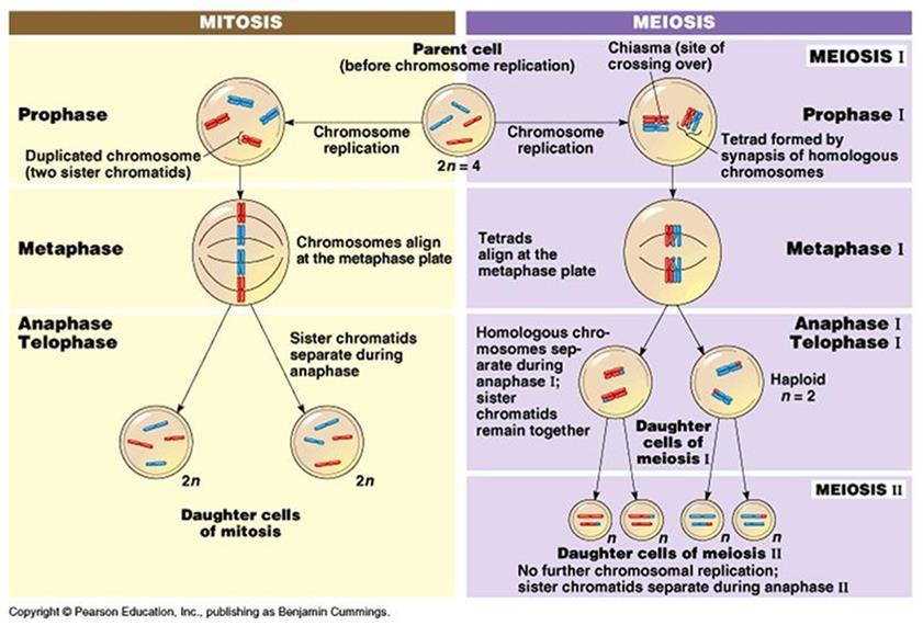 Mitosis and Meiosis Genome A cell s entire set of genetic information, packaged as DNA, is called its