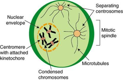 The mitotic (M) phase of the cell cycle alternates with the much longer interphase.