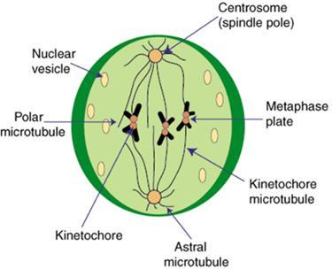 o The mitotic spindle begins to form and appears to push the centrosomes away from each other toward opposite ends (poles) of the cell.