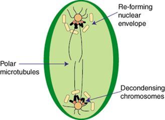 Anaphase o The centromeres divide, separating the sister chromatids. o Each is now pulled toward the pole to which it is attached by spindle fibers.
