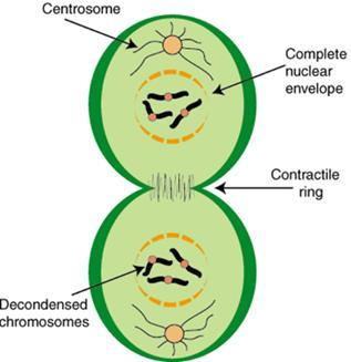 o Chromatin becomes less tightly coiled. o Cytokinesis, division of the cytoplasm, begins. Cytokinesis Cytokinesis divides the cytoplasm Cytokinesis follows mitosis.
