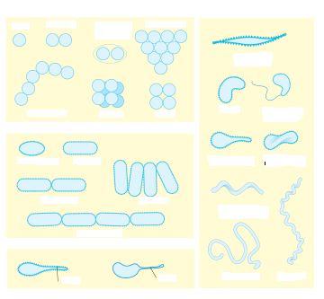 STATION I: BACTERIAL SHAPES (Division C) 41. Which type of bacteria are rod shaped? A chain of rods is called what? 42. What type of bacteria are spherical shaped?