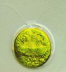 .......... ameboid protozoan 2. Rod shaped many linked together.
