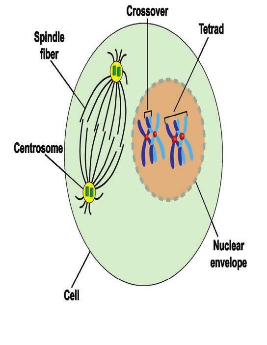 MEIOSIS I: Phase What happens? Diagrams Prophase I The chromosomes condense- (shorten). The nuclear envelope disappears.