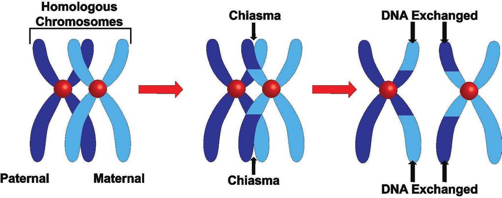 From this point on they are known as a tetrad. Each tetrad is composed of four chromatids. Crossover can take place (figure 6-12).