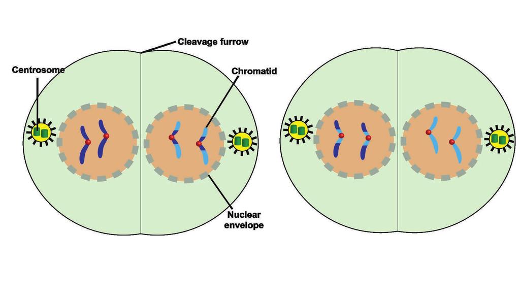 Anaphase II The chromosomes split and each chromatid heads towards opposite poles. In preparation for division, the cell continues to elongate, forming a cleavage furrow.