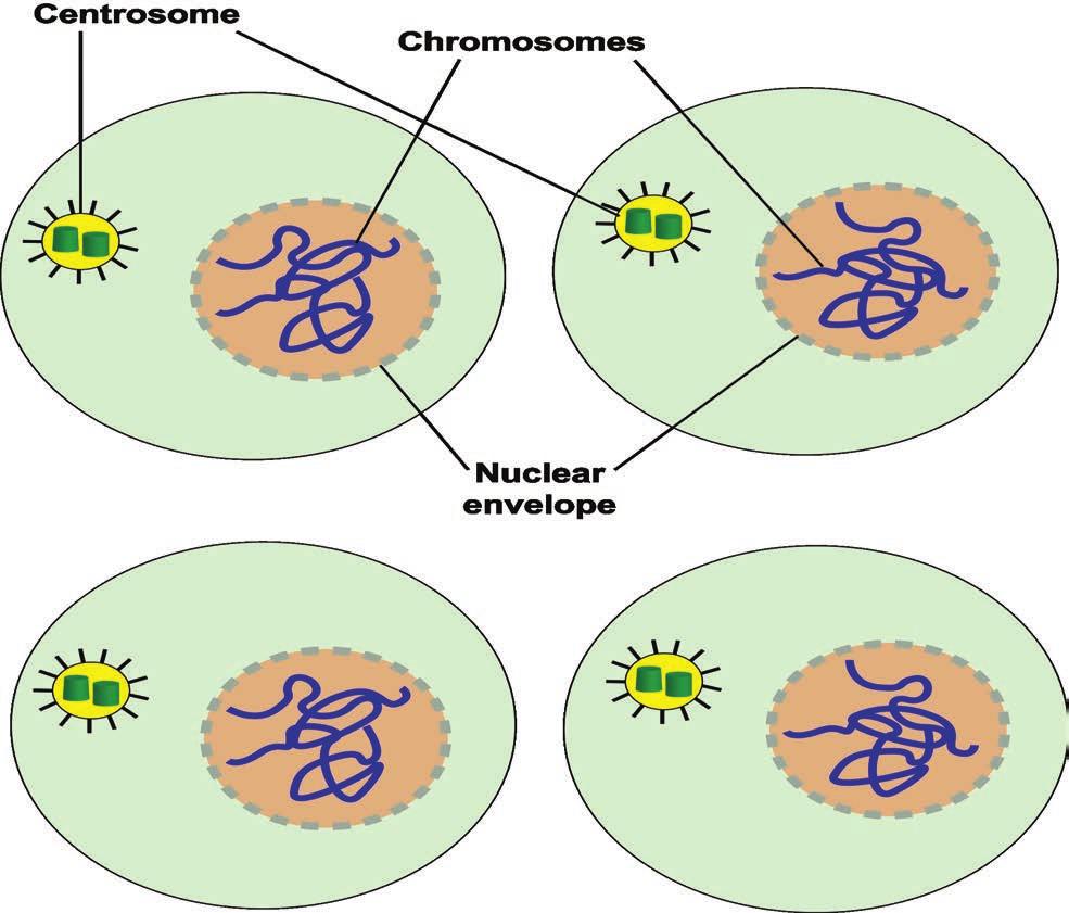 Cytokinesis II The two daughter cells