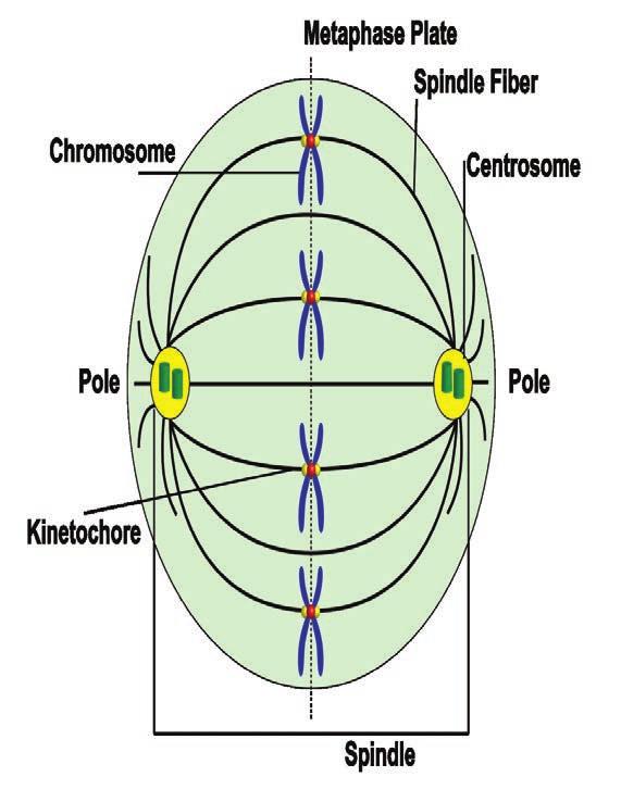Metaphase Chromosomes align at the metaphase plate.