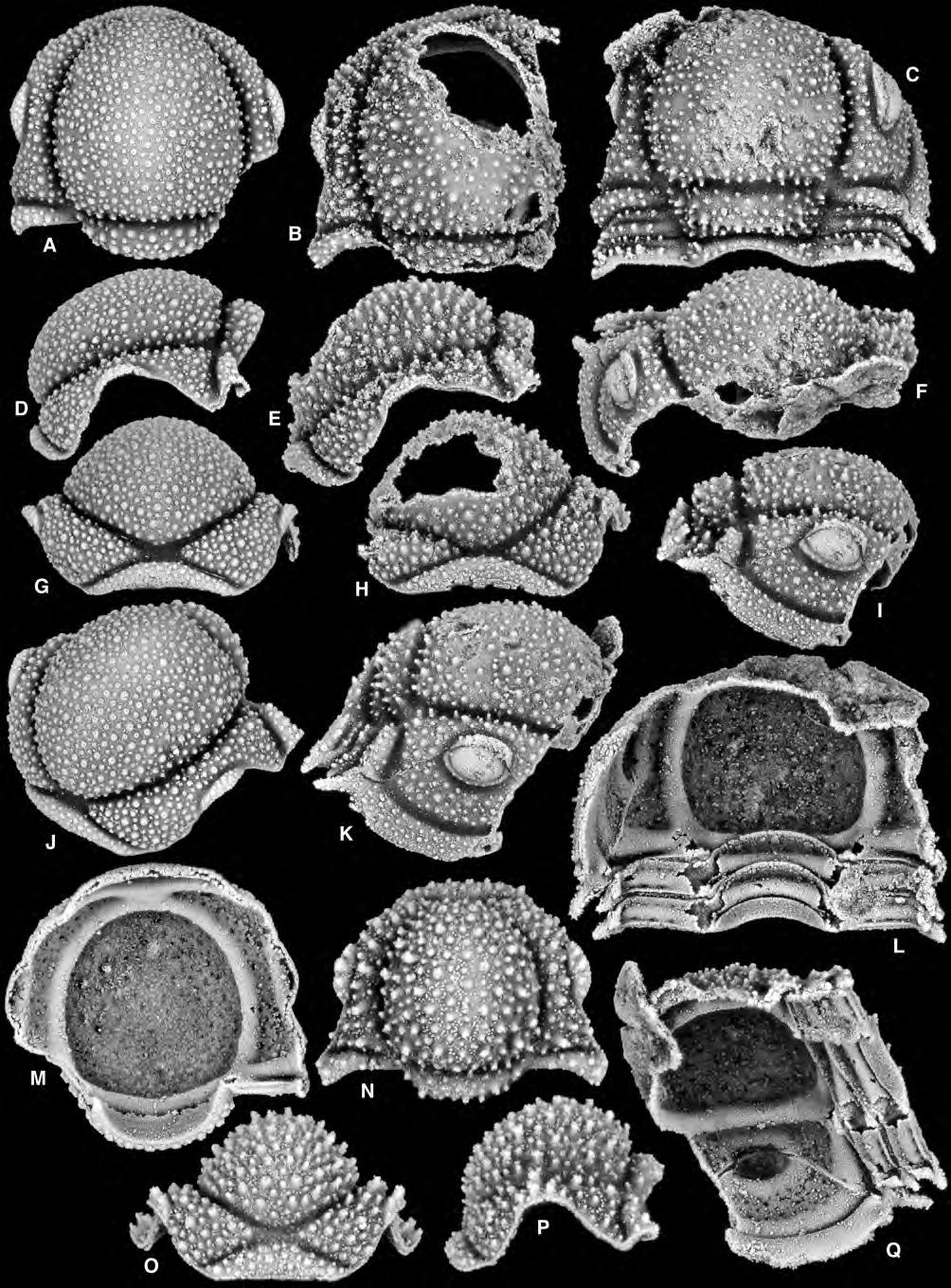 AAP Memoir 45 (2014) 227 B, E, H, cranidium, SUI 134824, dorsal, left lateral, and anterior views, x20.