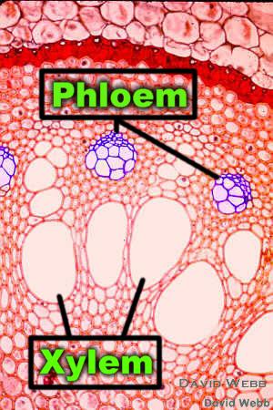 24 Structure of Flowering Plants Xylem Phloem Carries water