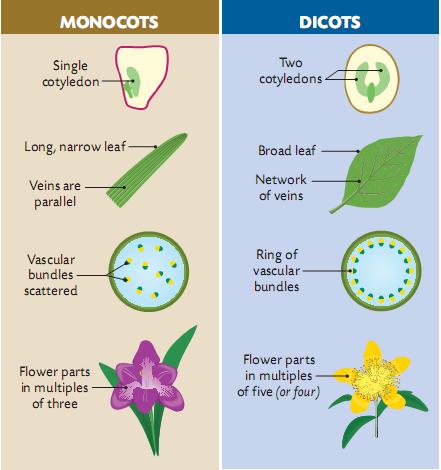 Monocots and Dicots Monocots only have one leaf when in the seed. Mostly herbaceous.