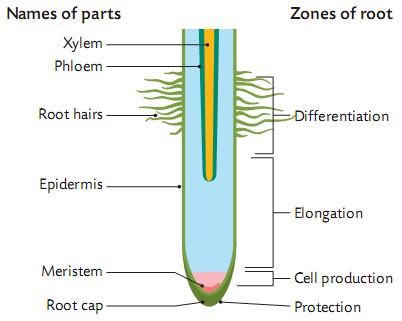 The zone of differentiation is where the cells become either dermal tissue, vascular tissue or ground tissue. 1. Dermal tissue protects the plant. 2.