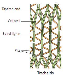 Vascular Tissue This is made up of Xylem and Phloem. Xylem These cells are dead, hollow, tubes.