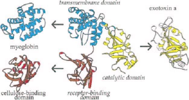 Modular Nature of Protein Structures Example: