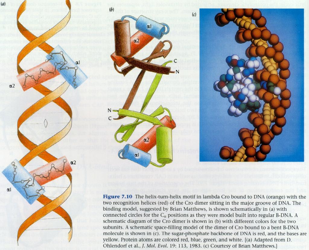 DNA Binding at HTH Motif