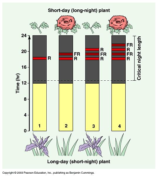 PHYTOCHROME IS A LIGHT DETECTOR THAT MAY HELP SET THE BIOLOGICAL CLOCK How does a plant actually