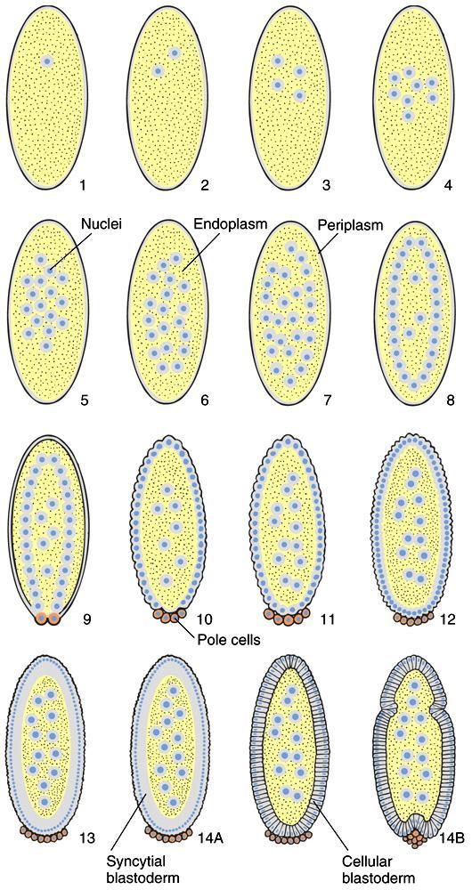 Drosophila Cleavage Drosophila nuclei