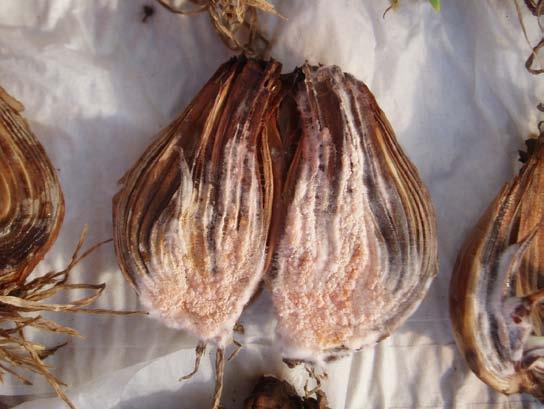 Both white and pink Fusarium mycelium grew on the bulbs, all bulbs having either one colour or the other.