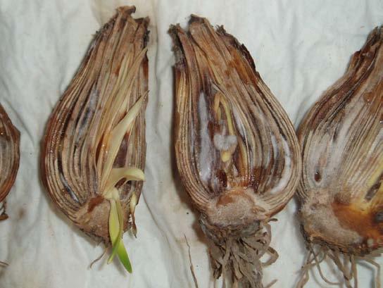 This pink growth covered the cut surface of the basal plate and spread in a thick coat to cover the main area of most of the bulbs with this colour of Fusarium (Fig. 2).