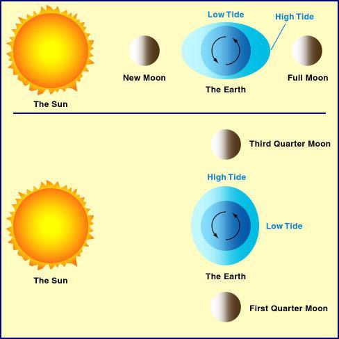 Sun also contributes to tides 1. Sun s pull 180 times greater than moon, but contributes only half as much as the moon 2.